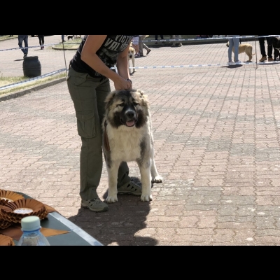 IDS SZCZECIN'18 - BAGIRA - ZWYCIĘZCA MŁODZIEŻY